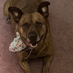 Photo of Dixie