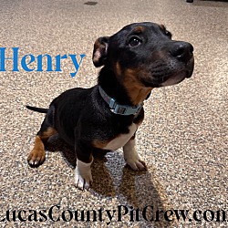 Thumbnail photo of Henry #2