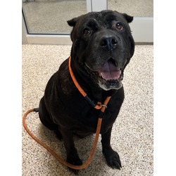 Dog for adoption - Kane, a Great Dane & Cane Corso Mix in Fort Worth, TX