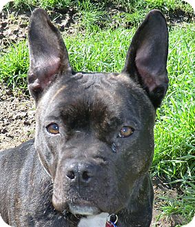 french bulldog staffordshire mix