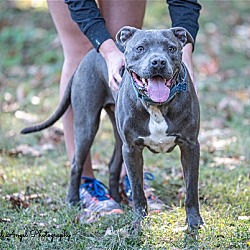 Thumbnail photo of Kingston needs foster home (See Video) #4