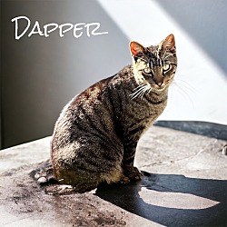 Thumbnail photo of Dapper #4