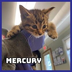 Thumbnail photo of Mercury #2