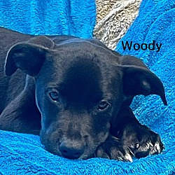 Thumbnail photo of Woody #3