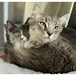 Thumbnail photo of Mario *bonded with Peach* PetSmart Marlton #2