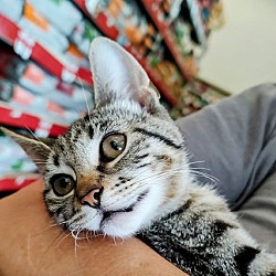 Thumbnail photo of Paisley Kitten #4