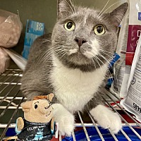 adopt a pet