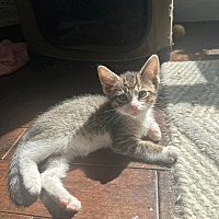adopt a pet