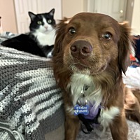 adopt a pet
