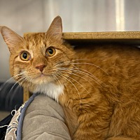 adopt a pet
