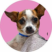 adopt a pet