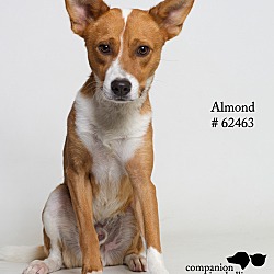 Thumbnail photo of Almond #2