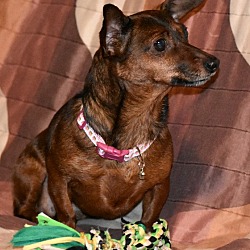 Thumbnail photo of Snickers-6 yrs,7 pds, $250 fee #1