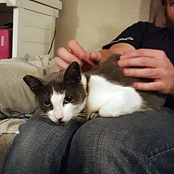 Thumbnail photo of Miss Kitty (ADOPTED!!) #3