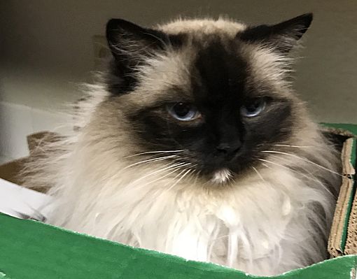 dba ragdoll