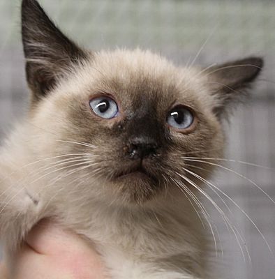 Reeds Spring, MO - Siamese. Meet Twix a Pet for Adoption - AdoptaPet.com