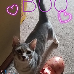 Thumbnail photo of Boo #2