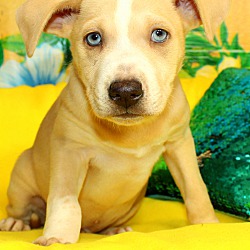 Thumbnail photo of Twinkie Dink~adopted! #1