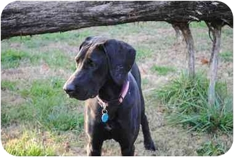 great dane and weimaraner mix