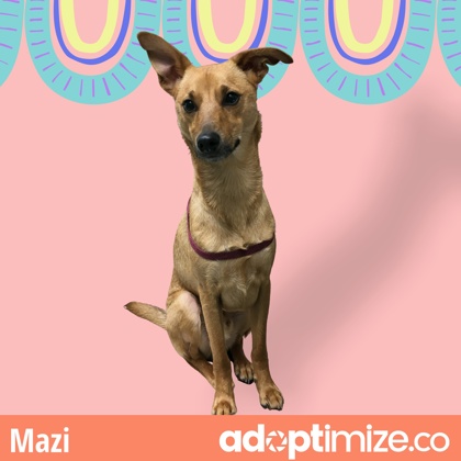 Thumbnail photo of Mazi- IN FOSTER #3