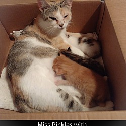 Thumbnail photo of Miss Pickles #3