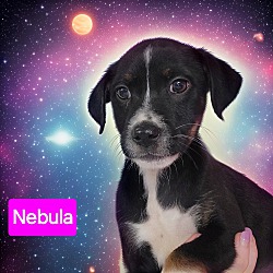 Photo of Nebula