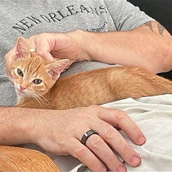 Thumbnail photo of Marmalade #1