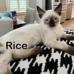 Thumbnail photo of Rice #1