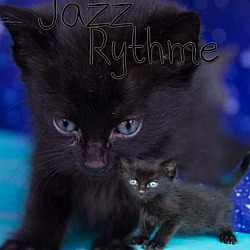 Thumbnail photo of Jazz Rhythme #3