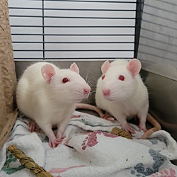 bonded pet photo