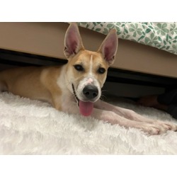 Thumbnail photo of Harpoon - Available in Foster #2