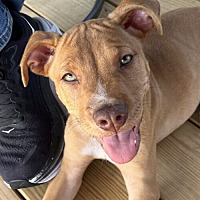 adopt a pet