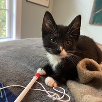 adopt a pet