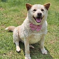 adopt-pet