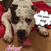 adopt a pet