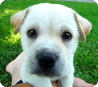 Cincinnati, OH - Labrador Retriever. Meet Saber a Pet for ...