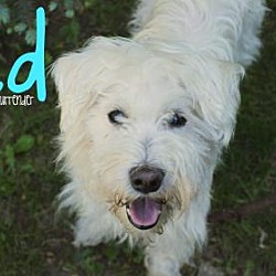 burlington spca dogs