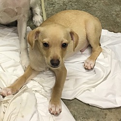Tavares, FL - Chihuahua. Meet Flynn a Pet for Adoption.