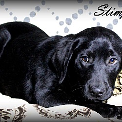 Thumbnail photo of Stimpy ~ meet me! #3