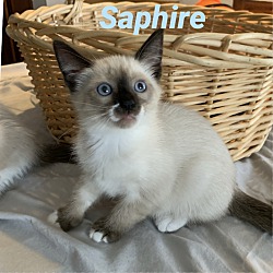 Photo of Saphire