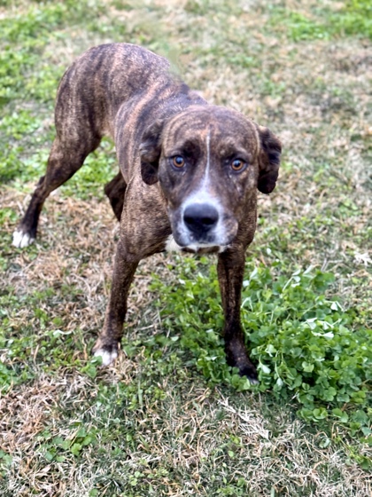 Gray, LA - Plott Hound. Meet Holly a Pet for Adoption - AdoptaPet.com