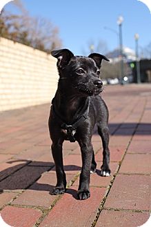 Portland Or Chihuahua Meet Chihuahua Min Pin Puppies A Pet For Adoption