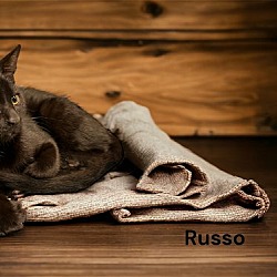 Photo of Russo