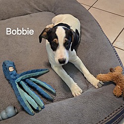 Thumbnail photo of Bobbie #2