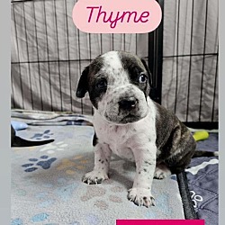 Thumbnail photo of Thyme #2