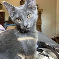 adopt-pet