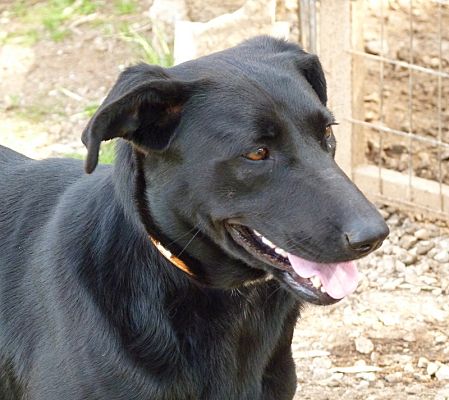 Toronto, ON - Labrador Retriever. Meet Lena a Pet for Adoption ...