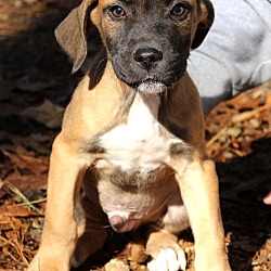 Thumbnail photo of Henley~adopted! #3