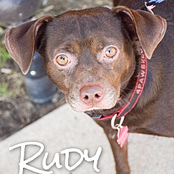 Thumbnail photo of Rudy #1