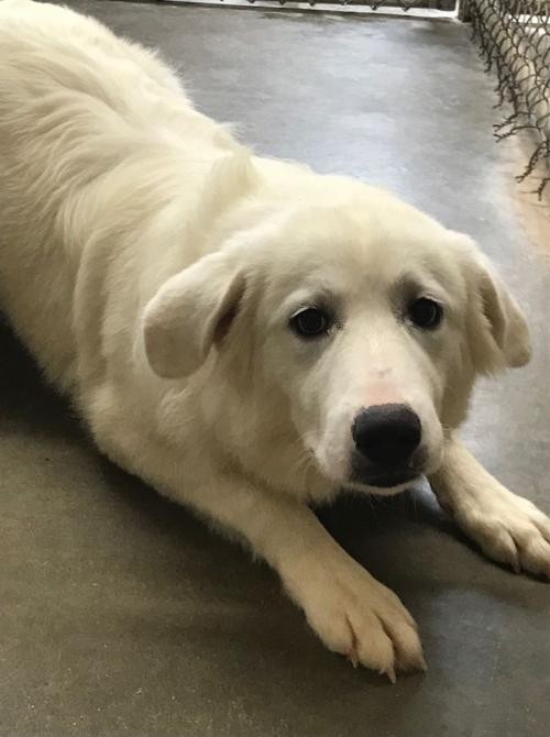 Adopt Brody A White Great Pyrenees   Mixed Dog In Amarillo, Tx 